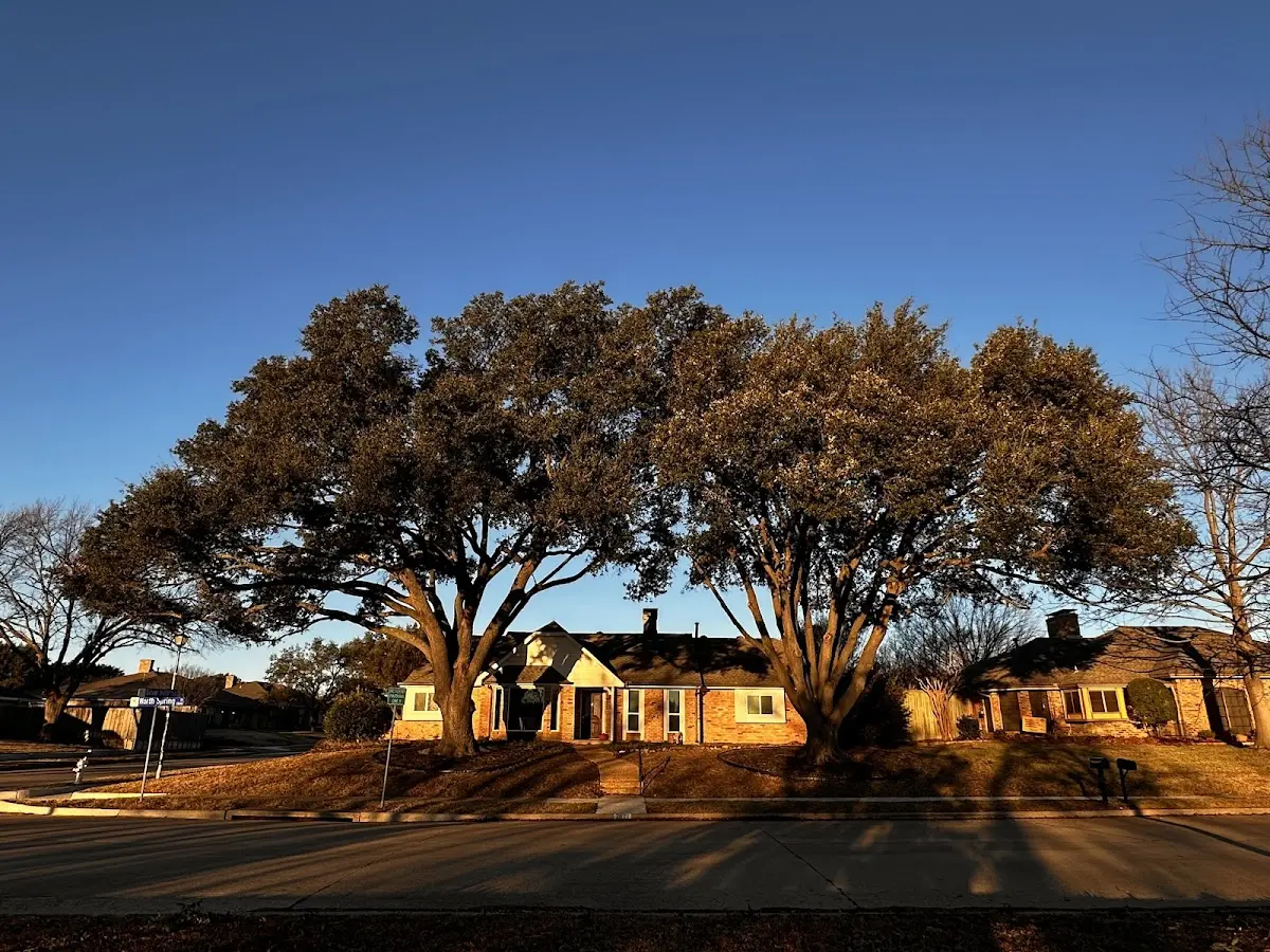 Established residential canopy tree shading a home in Shelbyville